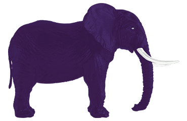 elephant_aubergine